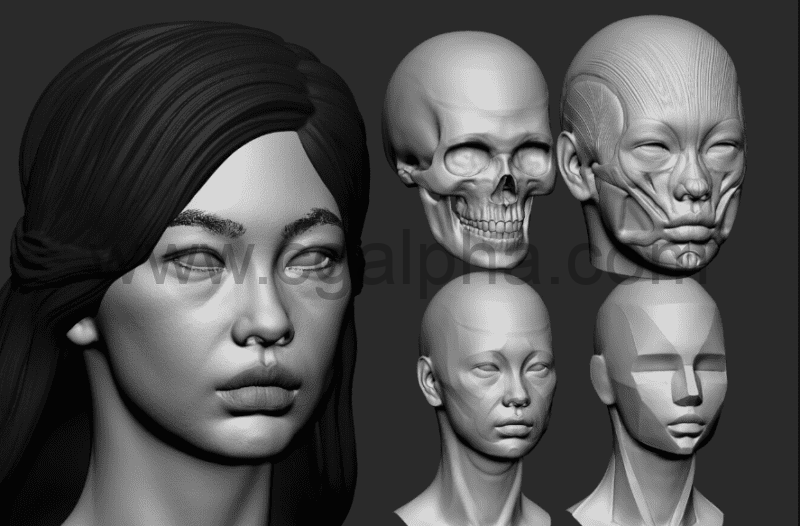 女性头部解剖 female head anatomy