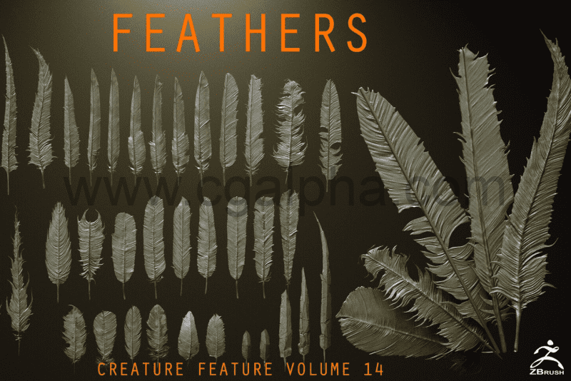 Zbrush – 40 个高质量羽毛模型IMM 笔刷  FEATHERS – 40 High poly sculpts and IMM Brush