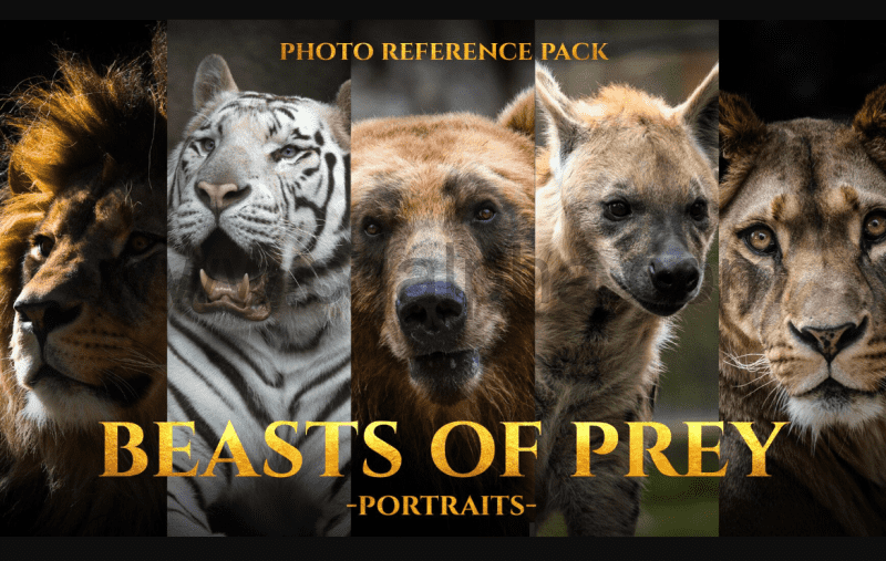 213 张猛兽照片参考包 Beasts of Prey Portraits Photo Reference Pack