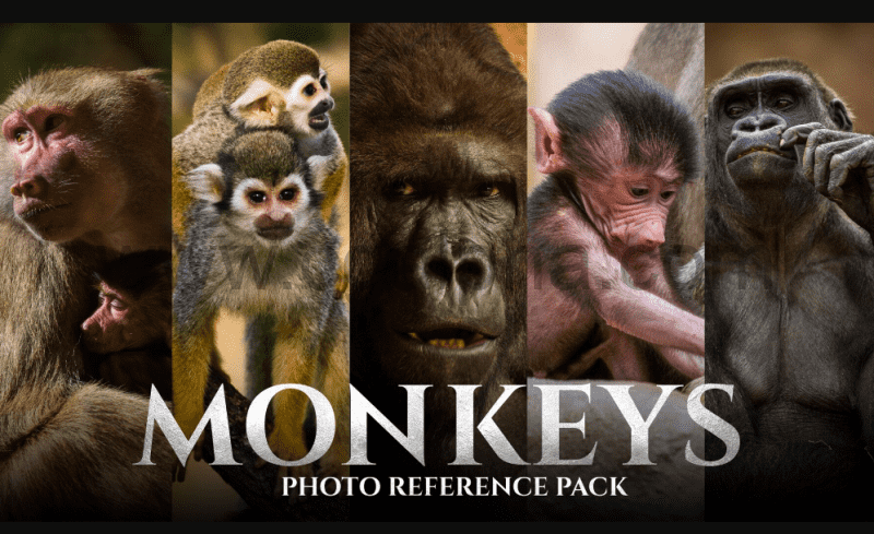 159 张猴子照片参考包 JPEG Monkeys Photo Reference Pack