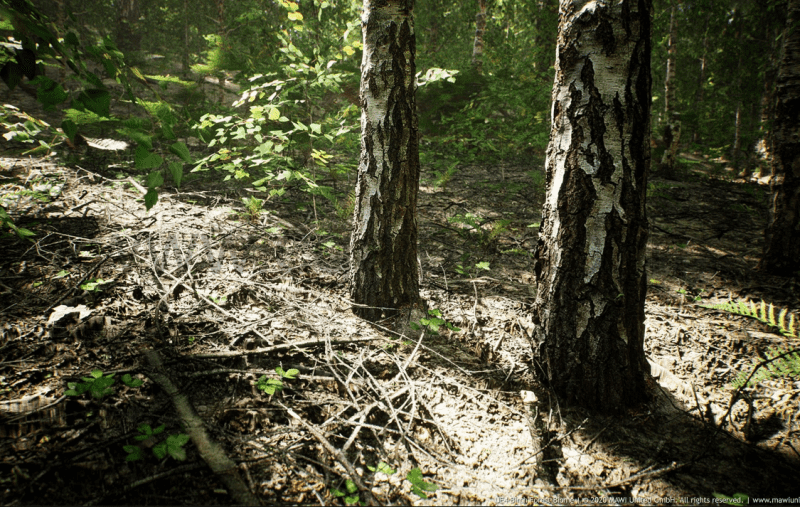【UE4/5】欧洲白桦树森林生物群落 MW European Birch Tree Forest Biome