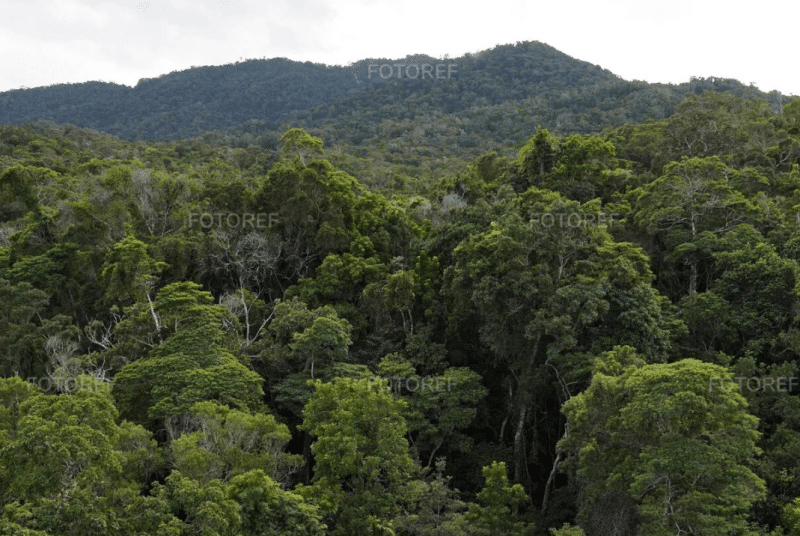 644 张澳大利亚雨林鸟瞰图 photos of Ancient Australian Rainforest Aerial View