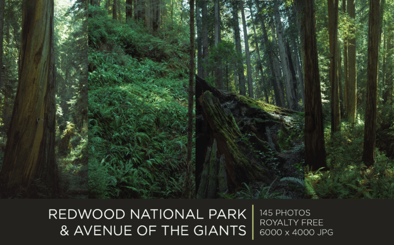 145 张红木国家公园 REDWOOD NATIONAL PARK | PHOTOPACK