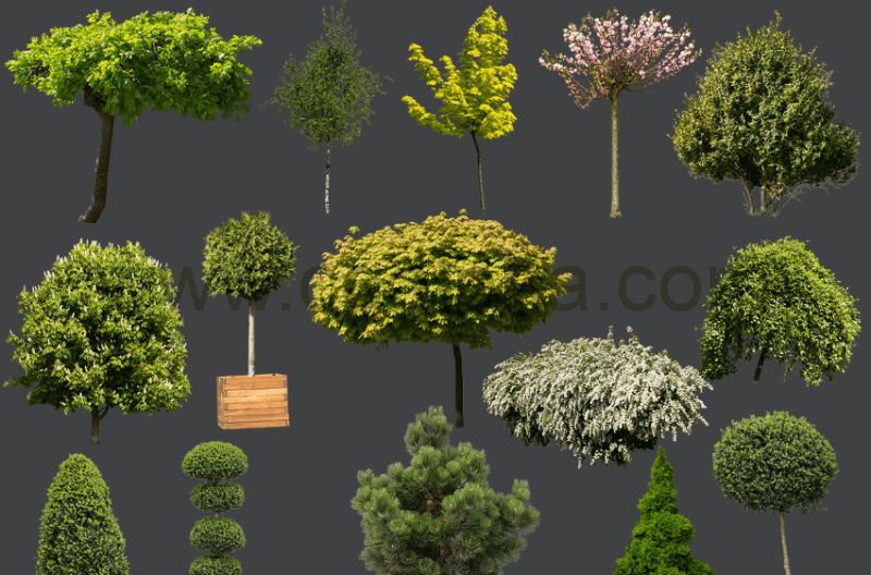 15 个PNG格式的树木和灌木蒙版 TREE & BUSH CUTOUTS in PNG format