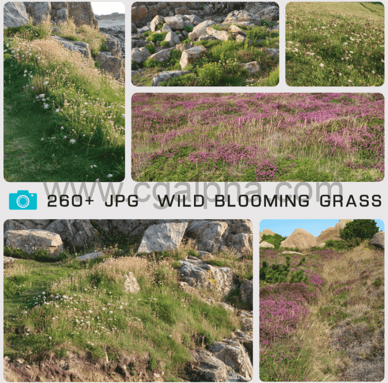 260 张野外花草植物参考照片 WILD BLOOMING GRASS